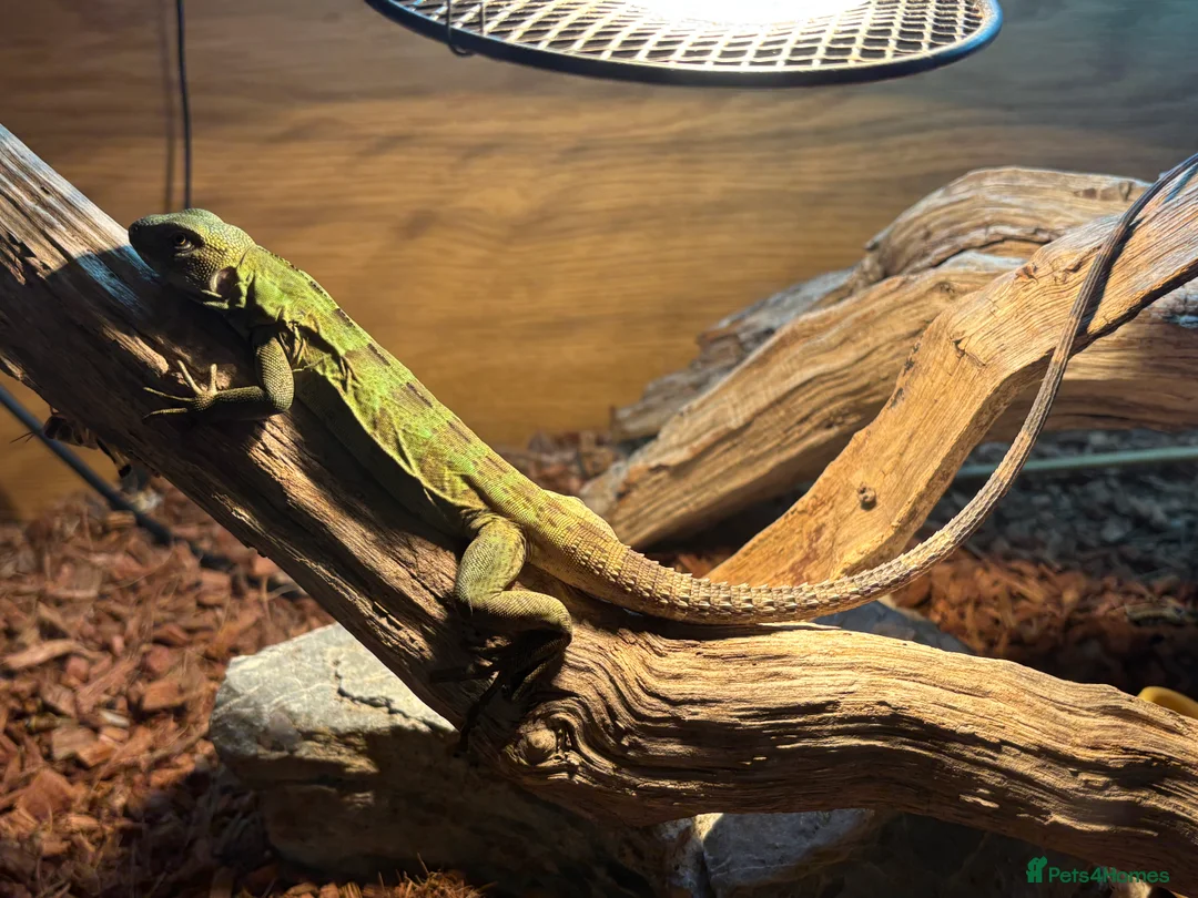 Mixed Breed reptiles for sale: Sellimg some of my collection.  - Advert 1