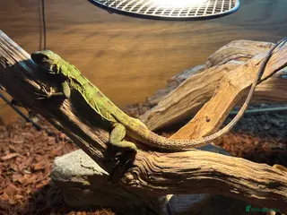 Mixed Breed reptiles Sellimg some of my collection. - Advert 1