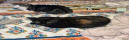 Domestic Shorthair cats for sale: Beautiful Tortoiseshell Domestic Shorthair Cat - Advert 1