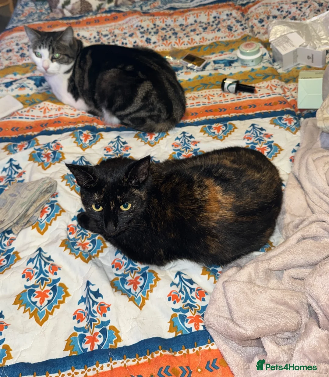 Domestic Shorthair cats for sale: Beautiful Tortoiseshell Domestic Shorthair Cat - Advert 1