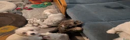 Mixed Breed dogs for sale: Adorable little bundles of joy!!  in Margate - Advert 7