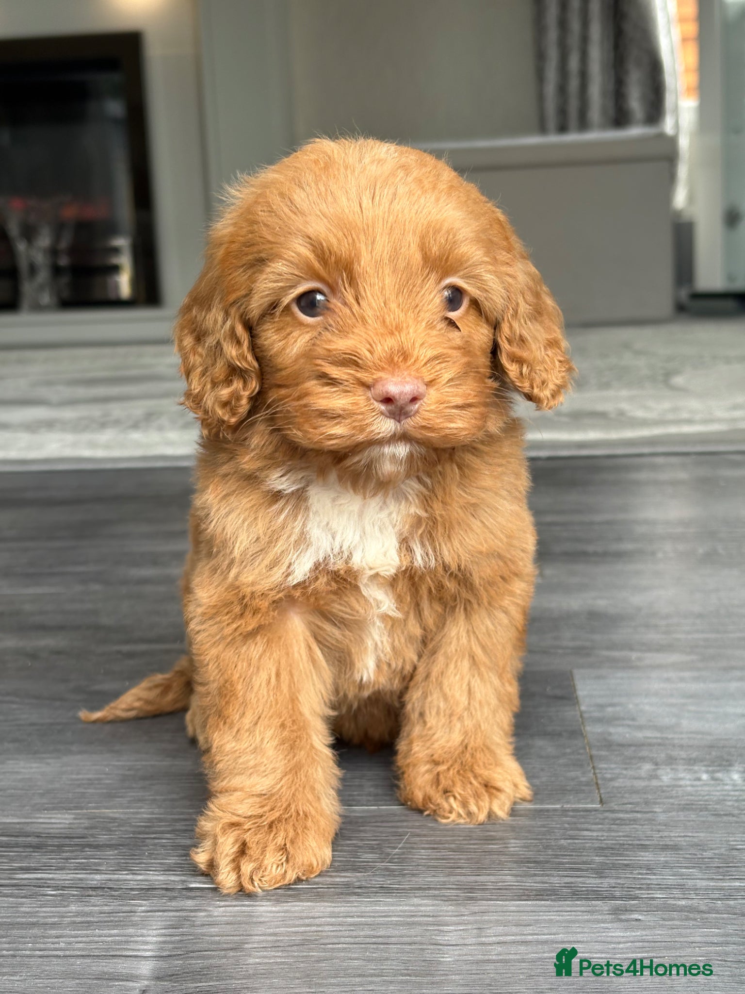 Cockapoo dogs Stunning f1 cockapoo puppies 🐶  - Advert 1