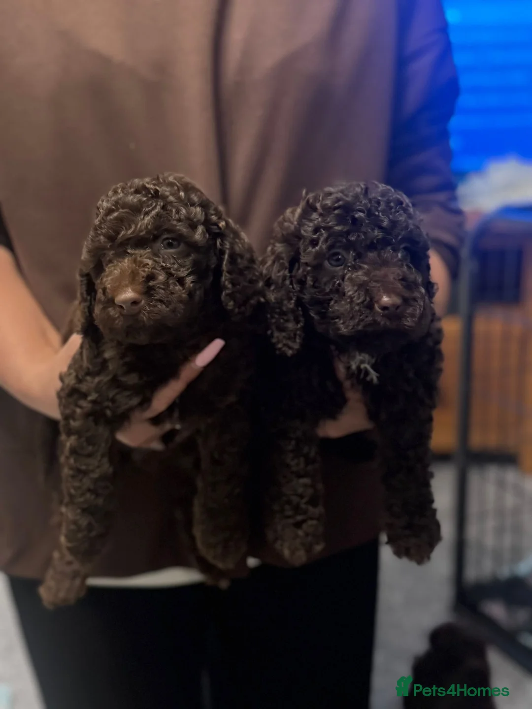 Cockapoo dogs for sale: Cockapoo puppies ready now  in Colchester - Advert 14