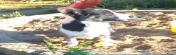 Welsh Corgi Cardigan dogs for sale: Female Welsh corgi  - Advert 1