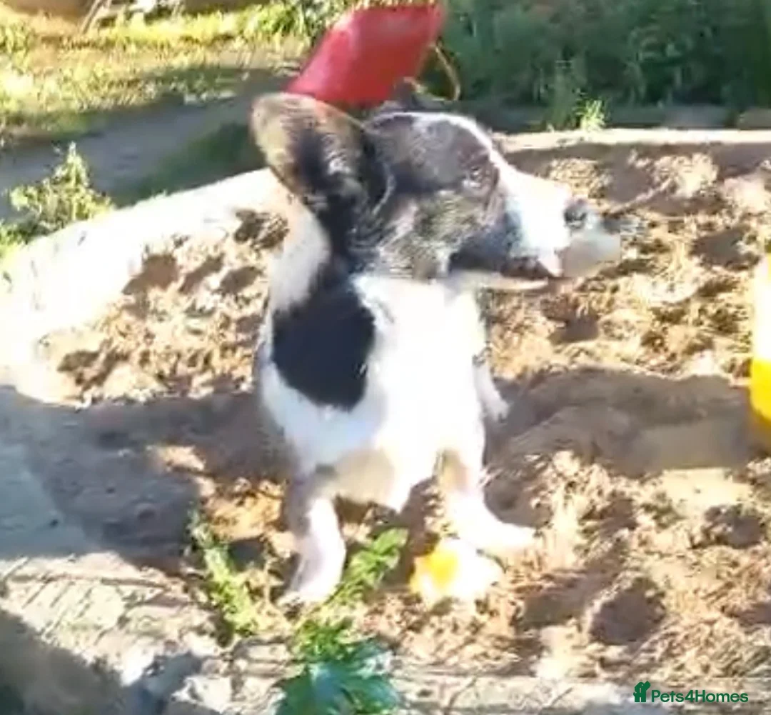Welsh Corgi Cardigan dogs for sale: Female Welsh corgi  - Advert 1
