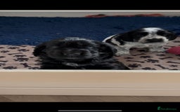 Cocker Spaniel dogs for sale: Gorgeous black boy looking for his forever family - Advert 3