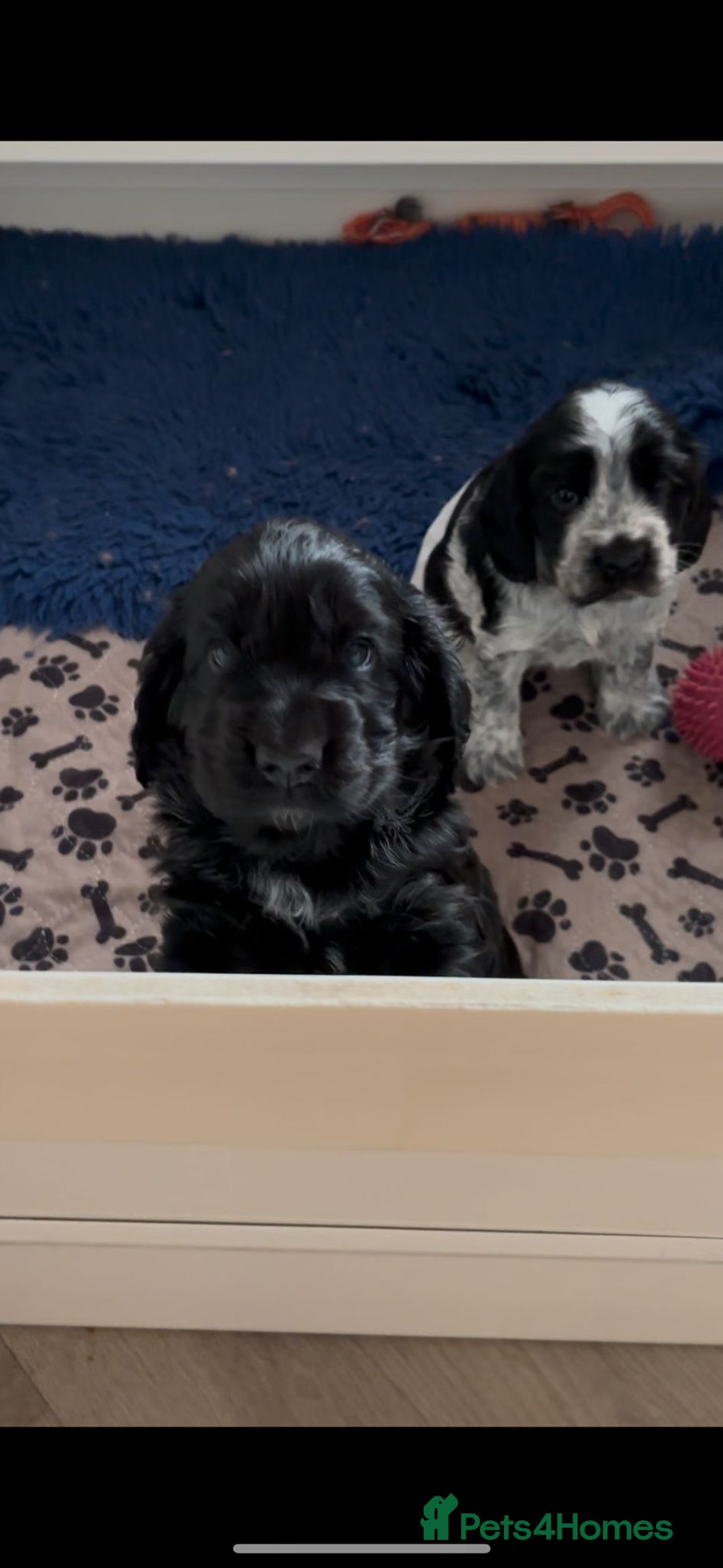 Cocker Spaniel dogs for sale: Gorgeous black boy looking for his forever family - Advert 3