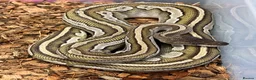 Python Snake reptiles for sale: Royal Pythons and other Pythons At Urban Exotics  - Advert 6