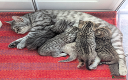 Mixed Breed cats for sale: Beautiful chinchilla Persian cross kittens - Image 3