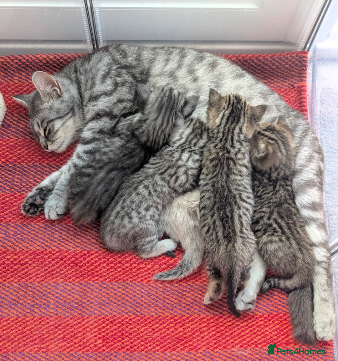 Mixed Breed cats for sale: Beautiful chinchilla Persian cross kittens - Image 3