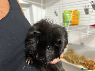 Guinea Pig rodents Guinea Pig male Long Haired - Advert 1