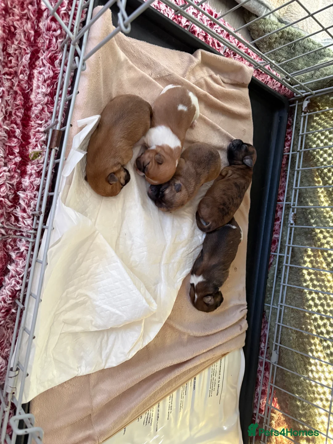 Shih Tzu dogs for sale: My beautiful pet Mango has had 5 gorheous puppies  - Advert 2
