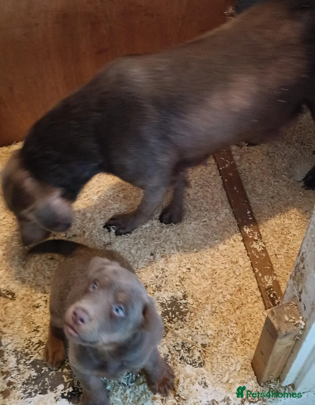 Labrador Retriever dogs for sale: Labrador girl ready now - Advert 2