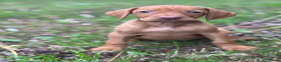 Hungarian Vizsla Puppy 11