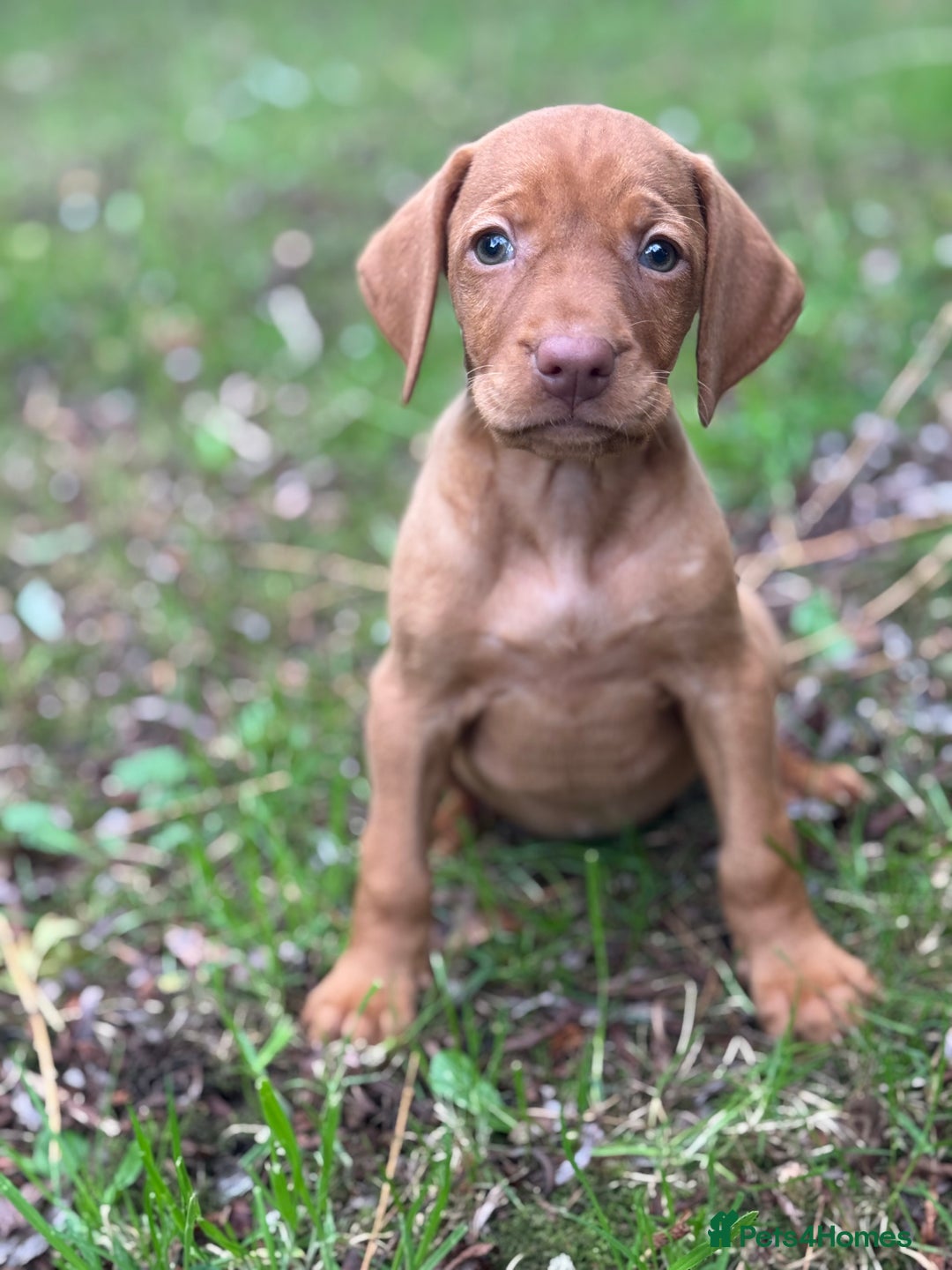 Hungarian Vizsla dogs for sale: PEDIGREE VIZSLA PUPS HIP & ELBOW TESTED PARENTS   - Image 7