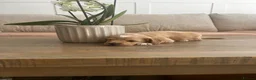 Cockapoo dogs for sale: Miniature f1b Cockapoo puppies DNA health clear🌟  - Advert 8