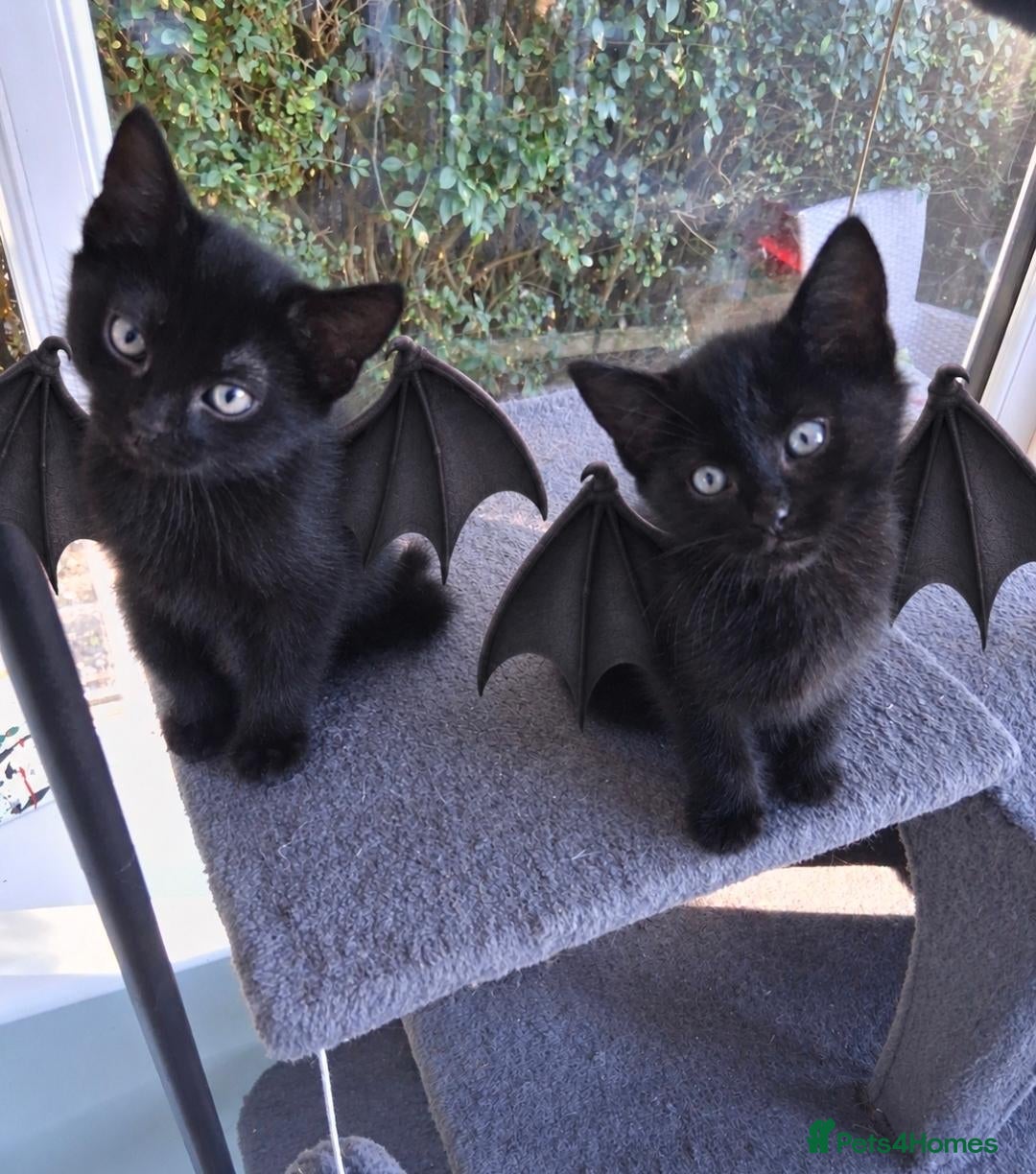 Mixed Breed cats for sale: TRICK TRAINED twin ghost tabbies 💙😻 Dog friendly - Advert 1
