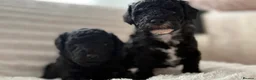 Toy Poodle dogs for sale: READY NOW solid black KC Toy poodle Girl - Advert 15
