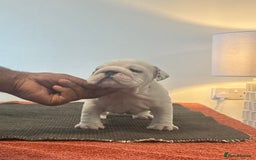 English Bulldog dogs for sale: Kc reg Show quality puppies available  - Image 1