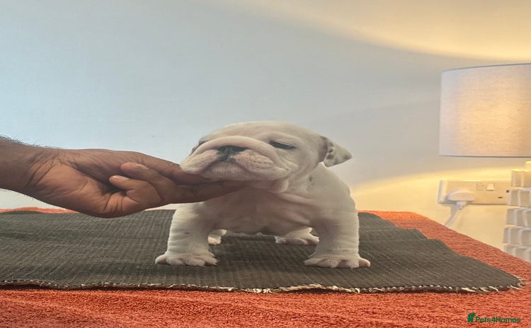 English Bulldog dogs - Advert 4