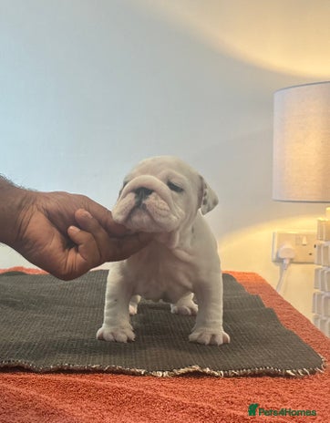 English Bulldog dogs - Advert 4