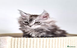 Maine Coon cats for sale: PEDIGREE MAINE COON KITTENS 5 BOYS - Image 32