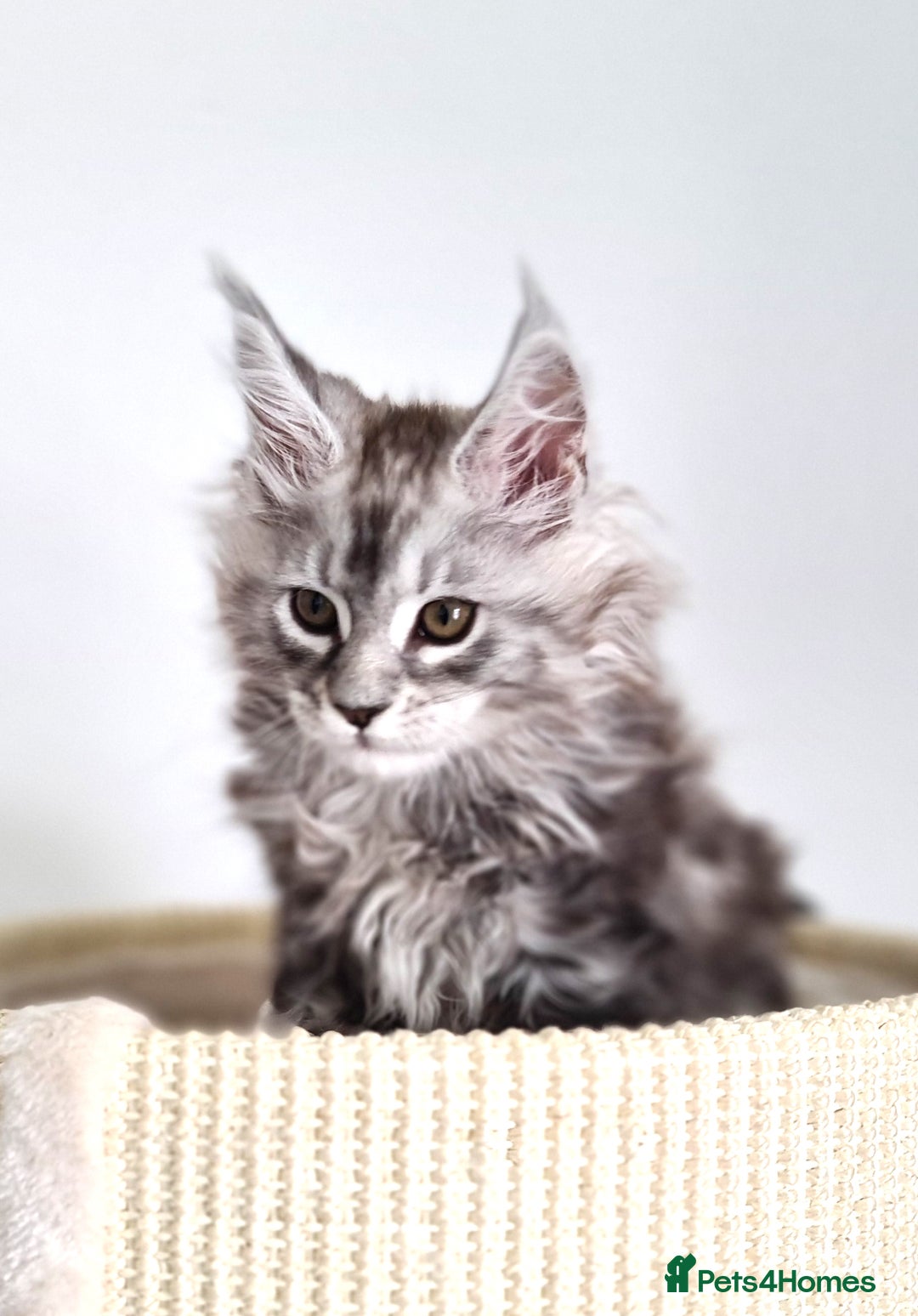 Maine Coon cats for sale: PEDIGREE MAINE COON KITTENS 5 BOYS - Image 32