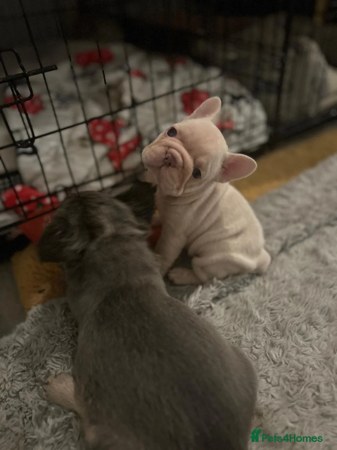 French Bulldog dogs for stud: Lilac platinum french bulldog stud in Portsmouth - Advert 15