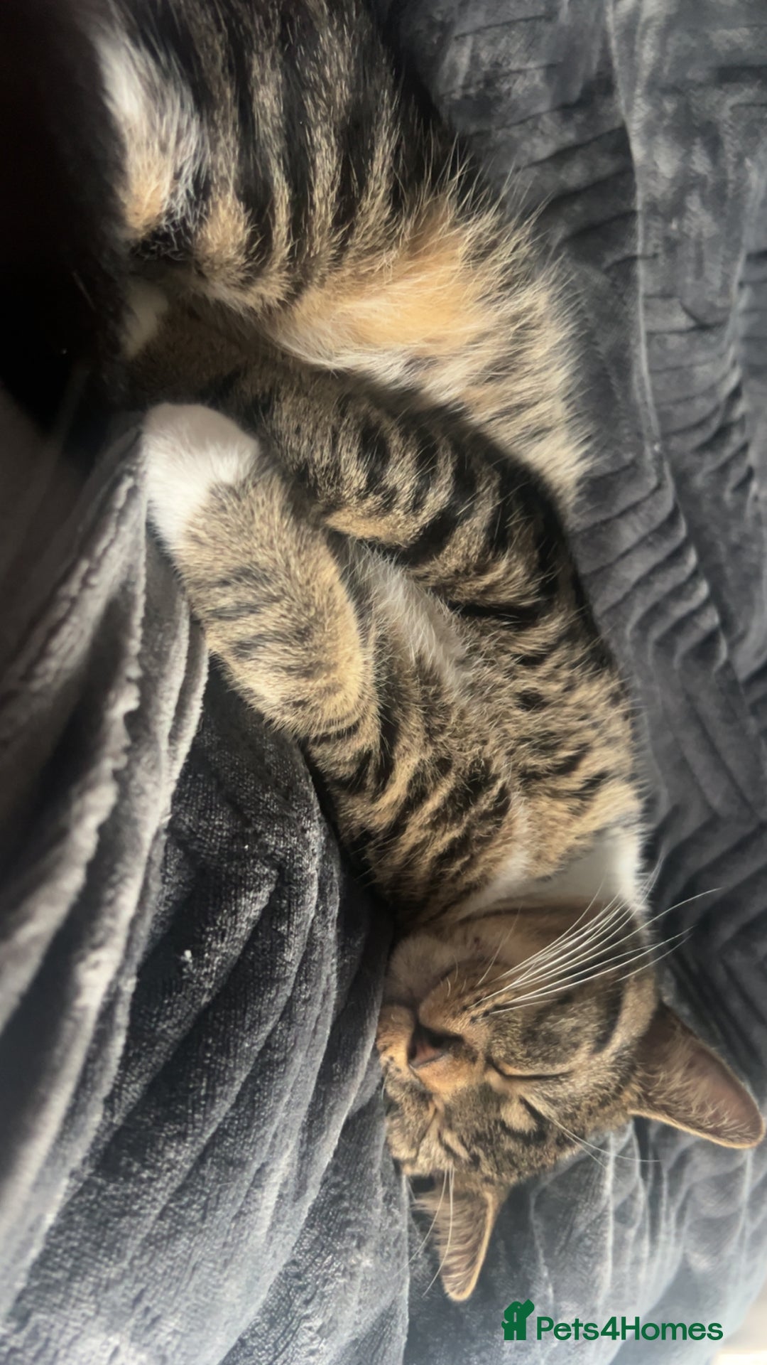 American Shorthair cats for sale: loving male cat , please read description - Advert 5