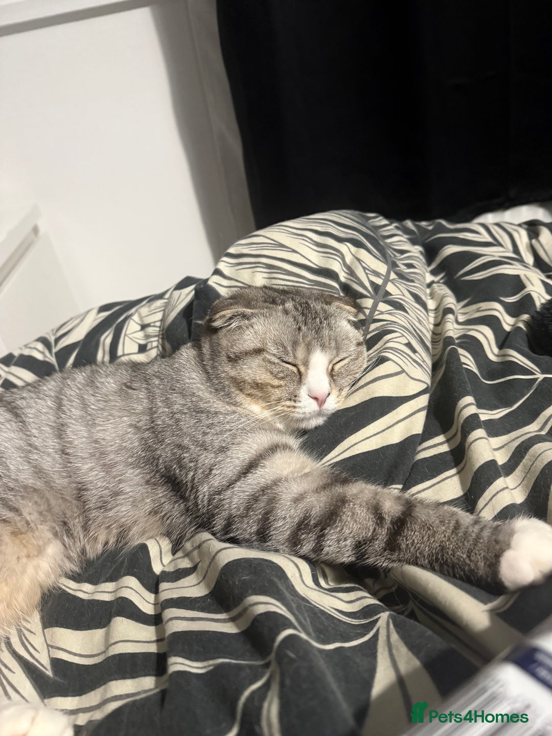 Scottish Fold cats for sale: Scottish fold cat - Advert 3