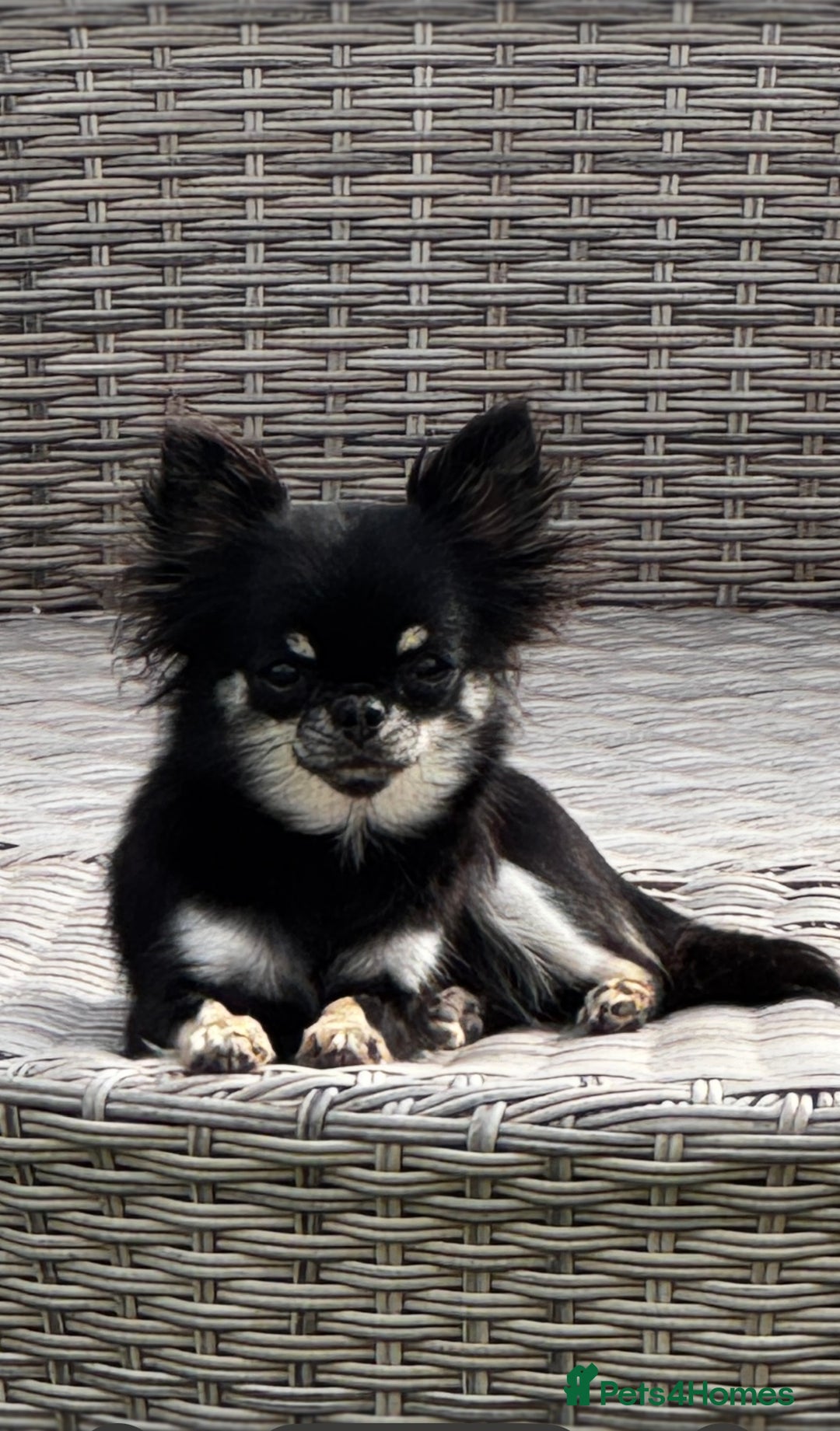Chihuahua dogs for sale: KC Registered L/C Chihuahuas - Image 4