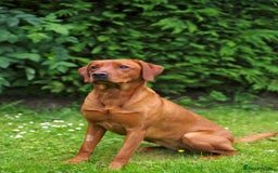 Labrador Retriever dogs for sale: Darkest Mahogany Fox Red Puppies - Image 5
