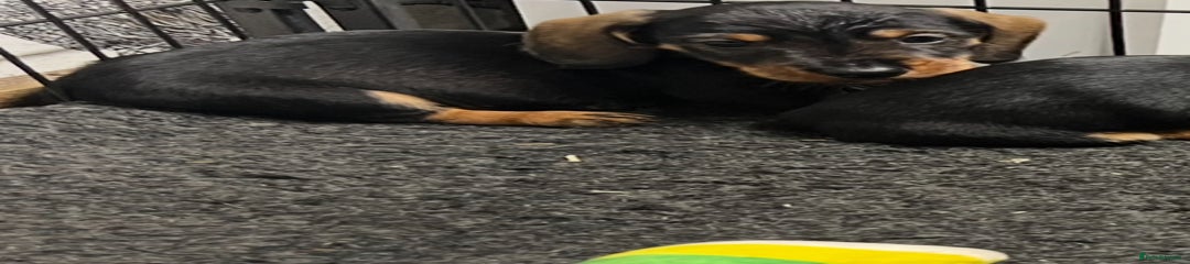 Dachshund Puppy 4