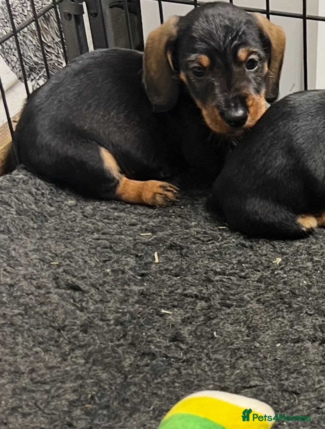 Dachshund dogs for sale: Wife haired x smooth dachshund puppy’s  - Image 9