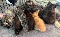 Maine Coon cats for sale: Stunning Half Maine coon kittens  - Image 36
