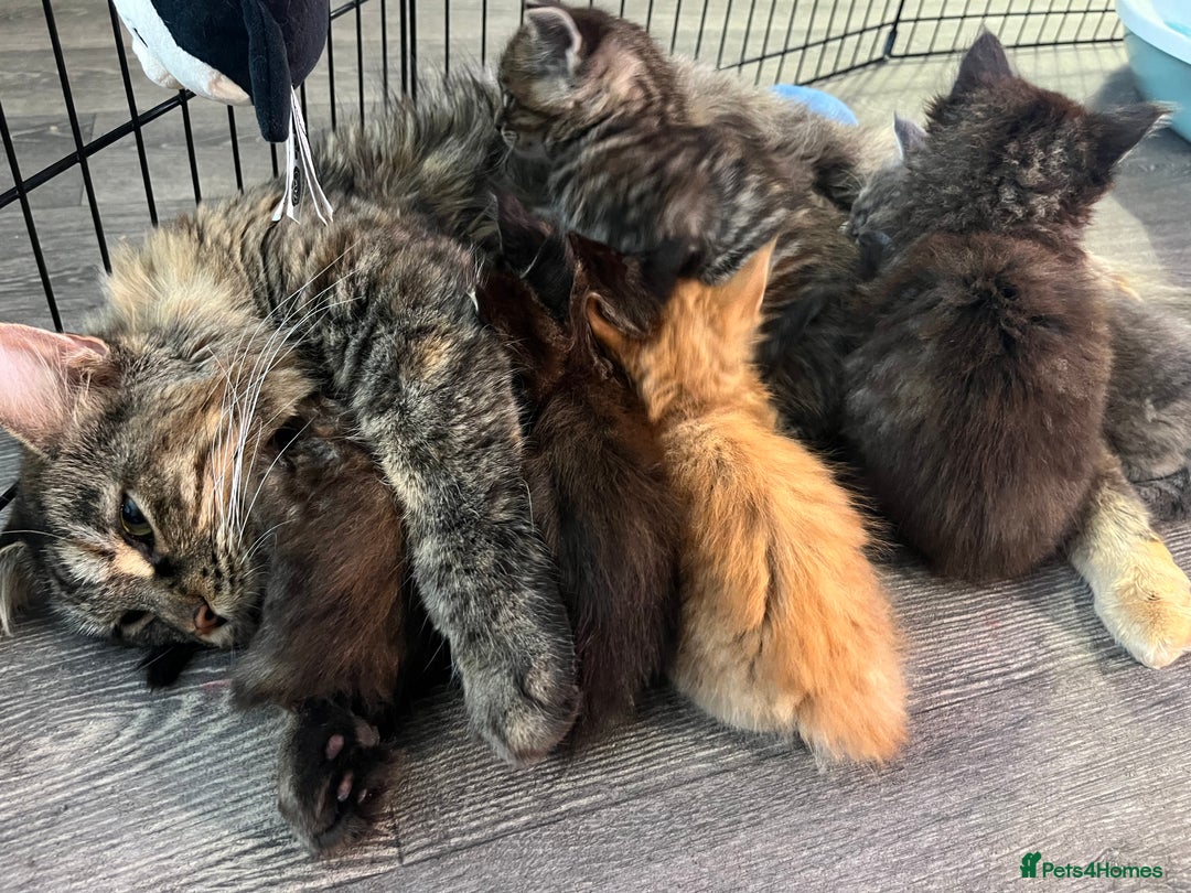 Maine Coon cats for sale: Stunning Half Maine coon kittens  - Image 36