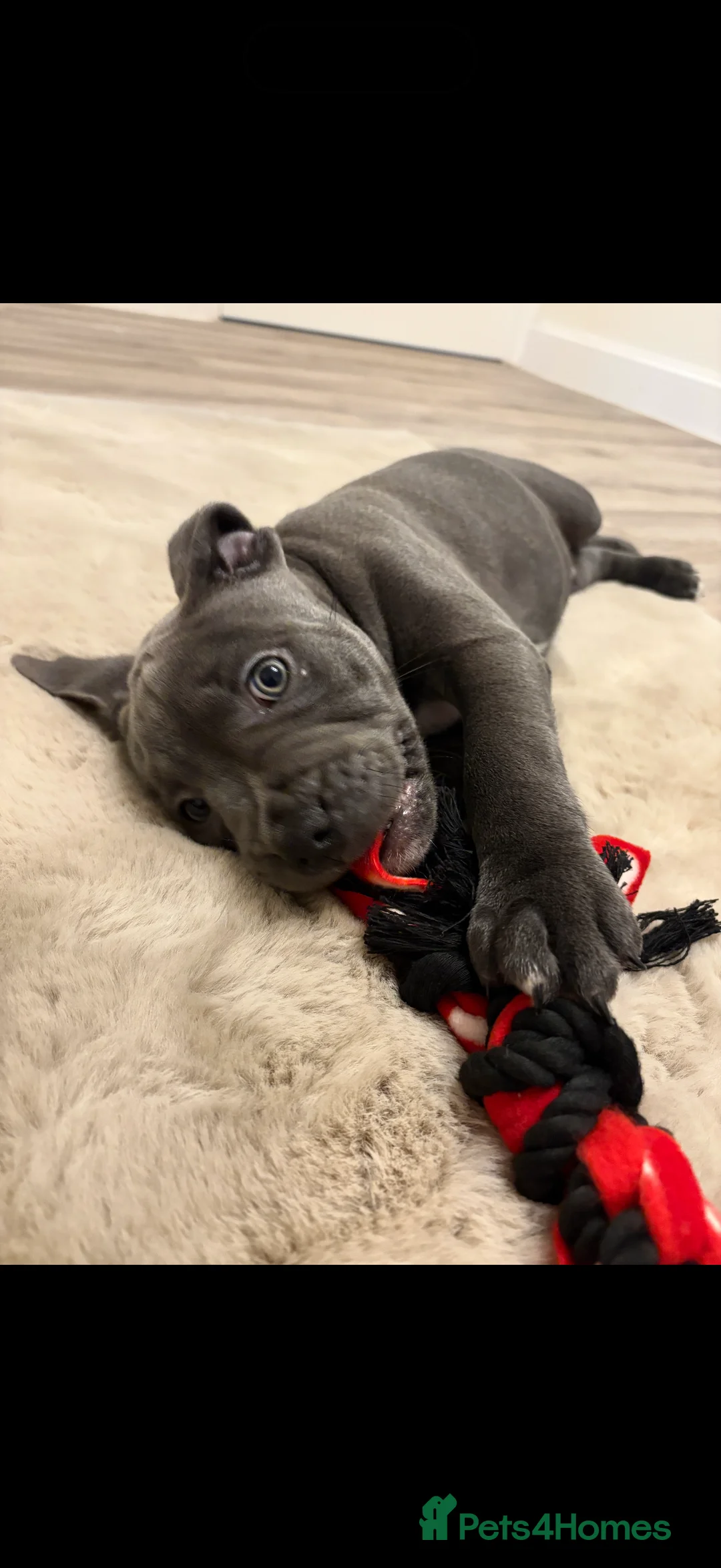 Staffordshire Bull Terrier dogs for sale: Blue staffy puppy for sale  in Grantham - Advert 2