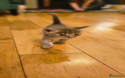 Savannah cats for sale: Beautiful Savannah cross kittens for sale - Advert 15