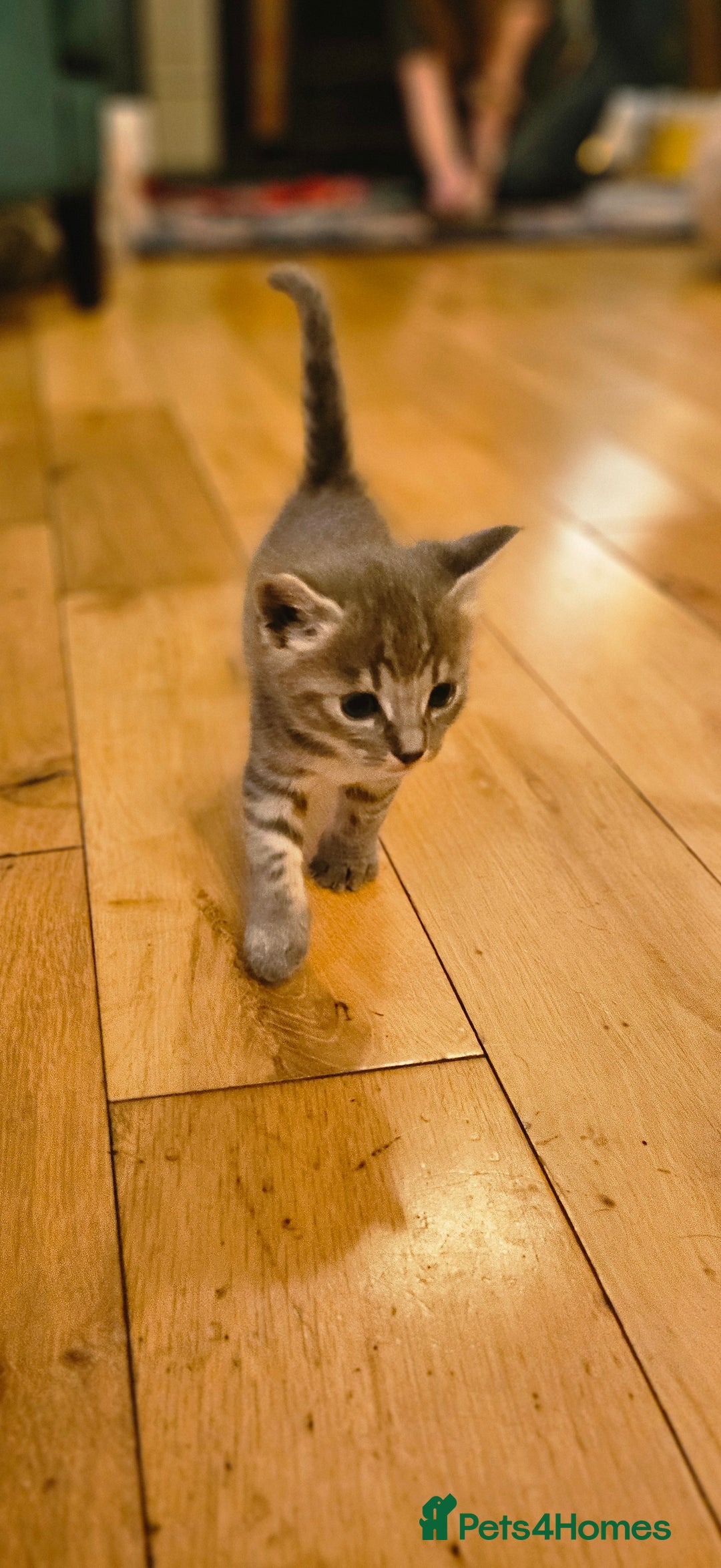 Savannah cats for sale: Beautiful Savannah cross kittens for sale - Advert 15