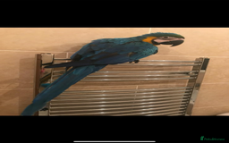 Macaws birds for sale: Blue and Gold Macaw - Image 2