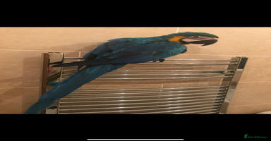 Macaws birds - Advert 4