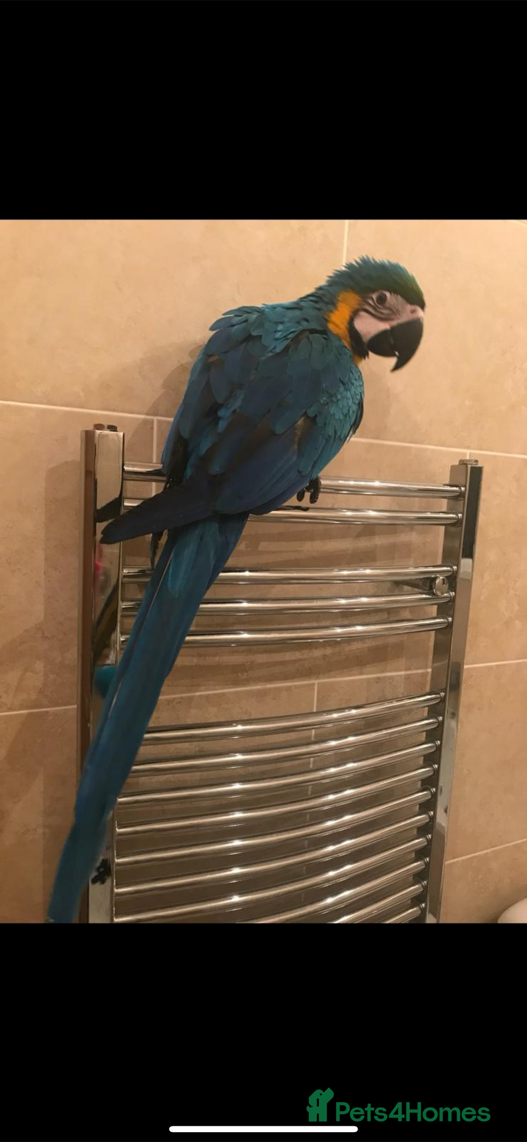 Macaws birds for sale: Blue and Gold Macaw - Image 2