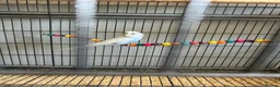 Budgerigars birds for sale: Budgies - Advert 3