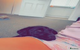 Labrador Retriever dogs for sale: 14 week old lab  - Image 5