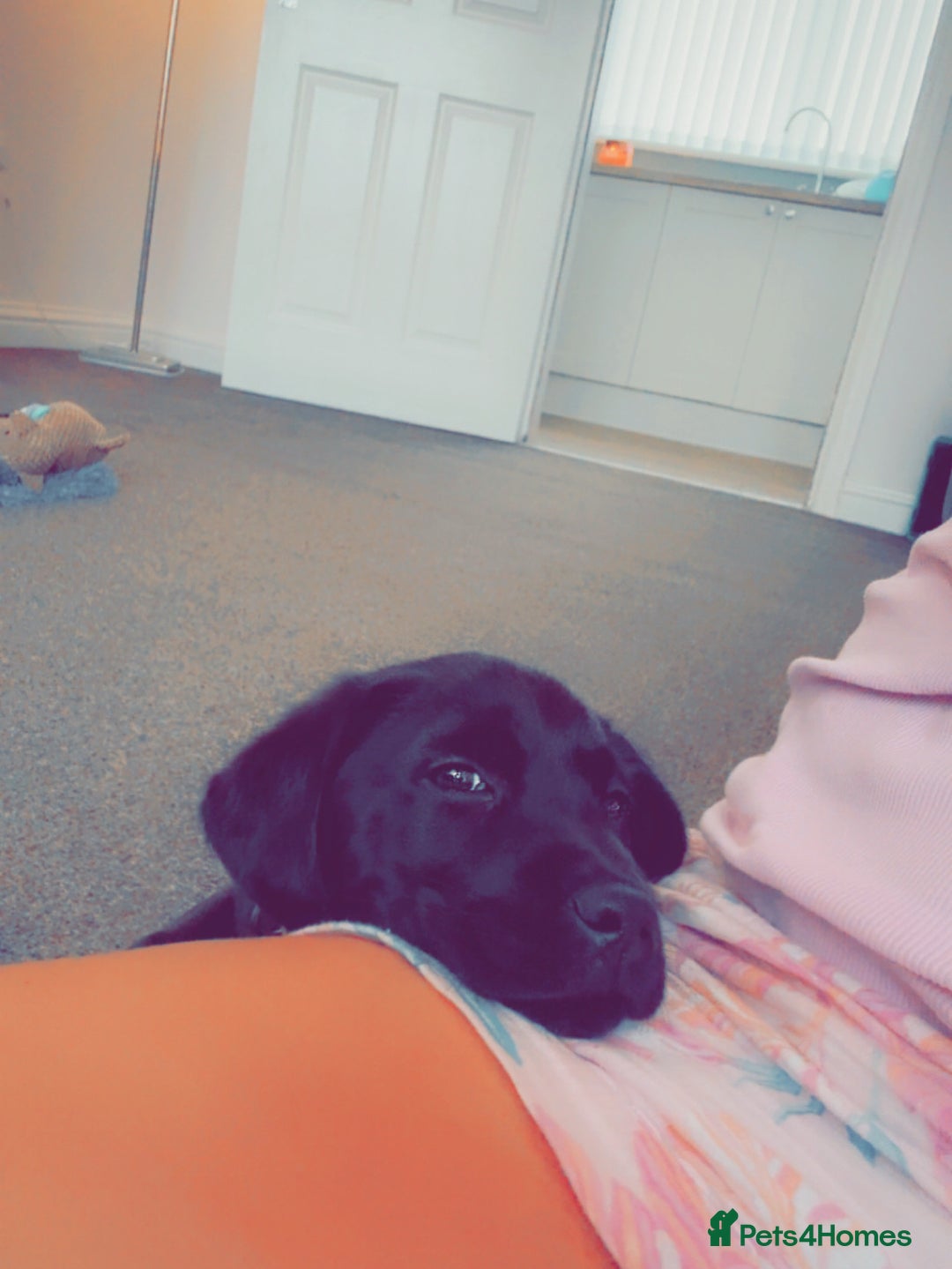 Labrador Retriever dogs for sale: 14 week old lab  - Image 5