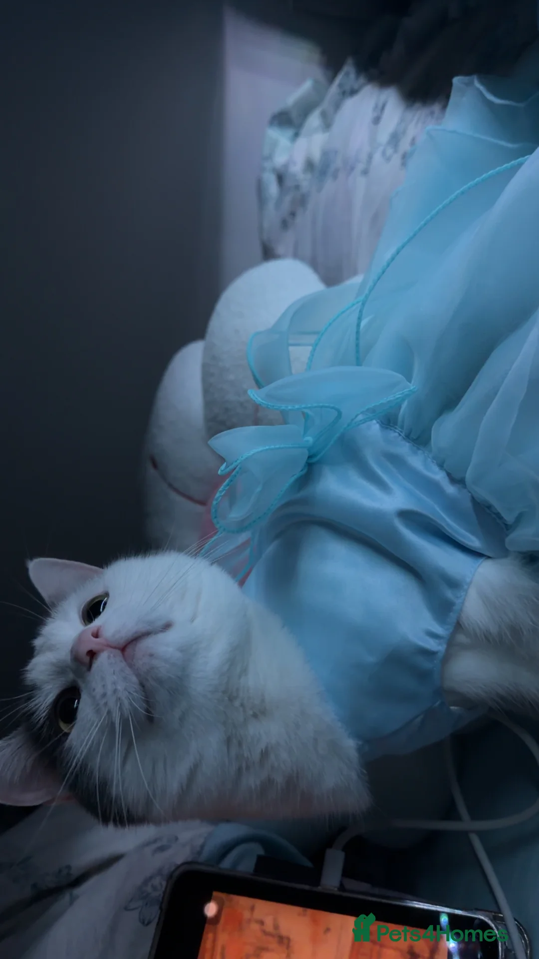 Domestic Shorthair cats for sale: Snow  - Advert 2