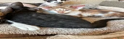 Mixed Breed cats for sale: Crossed Peterbald  - Advert 5