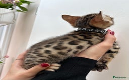 Bengal cats for sale: GORGEOUS PURE BENGAL KITTENS READY TO GO ❤️ - Image 10