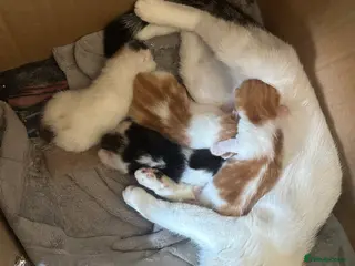 Norwegian Forest Cat cats Kittens for sale - Advert 1