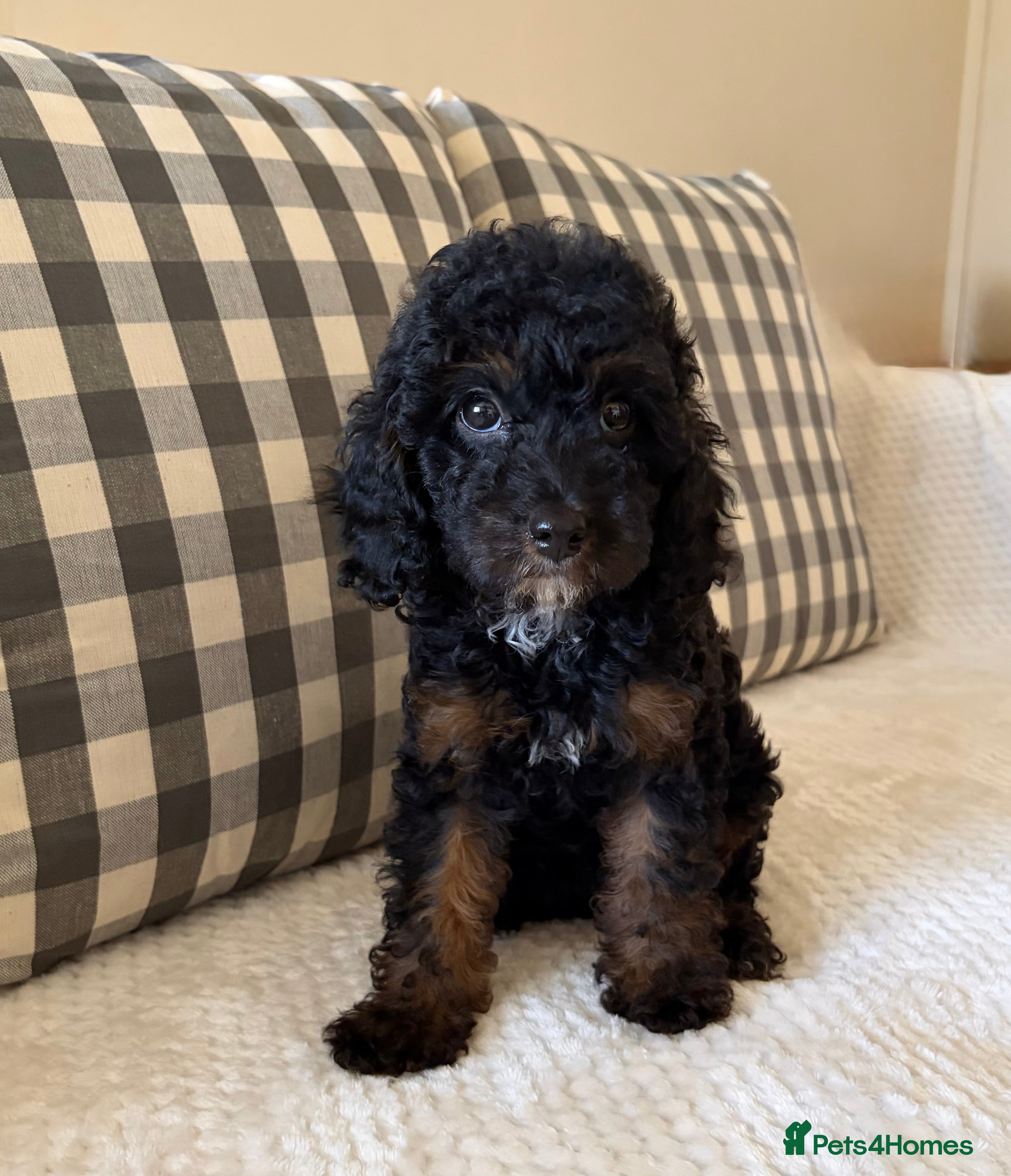 Cockapoo dogs Extensively Health tested cockapoo puppies  - Advert 2